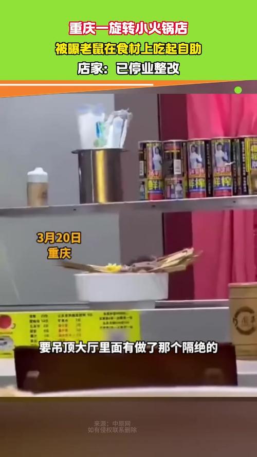 火锅店内老鼠随桌转;火锅店内老鼠随桌转动