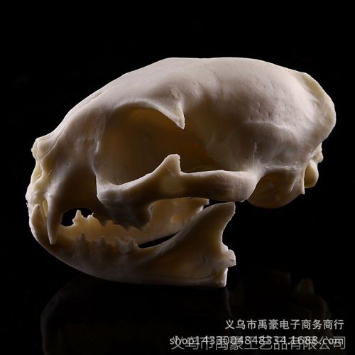 澳彩图库资料心水图片大全:南大校猫被打碎头骨