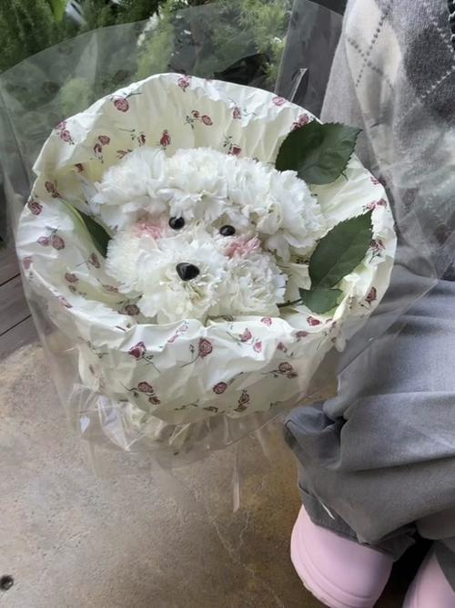 澳彩龙门客栈:卖小狗花束月入3万