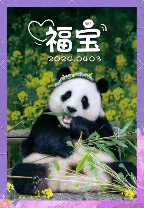 新澳天天开奖资料大全最新版和4旅日大熊猫将回国与旅日20年熊猫将回国 视频