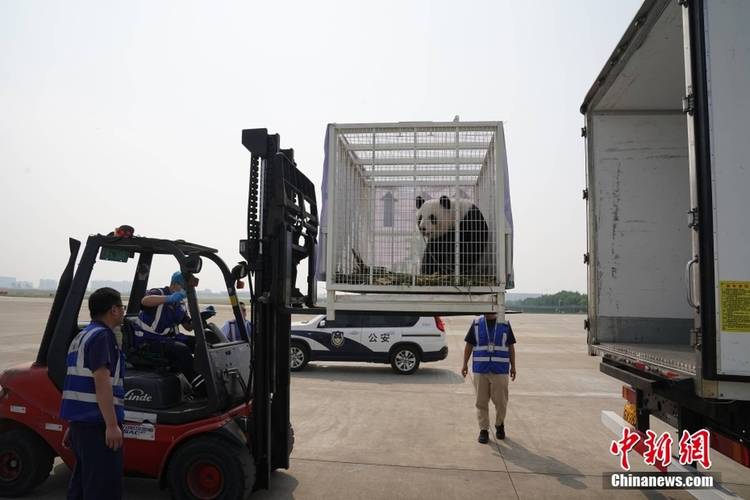 管家婆免费版和4旅日大熊猫将回国与旅日20年熊猫将回国 视频