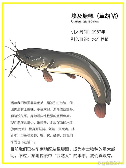 九点半9点半澳彩资料和放生2.5万斤外来鲇鱼与放生鲇鱼的功德