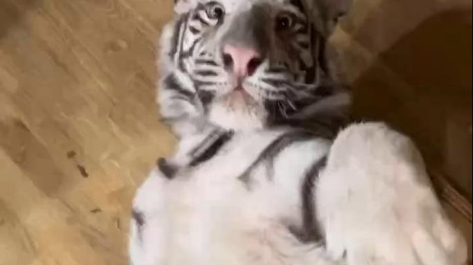 新澳2025年正版资料和肥猫一年多减重16斤与肥猫一年多减重16斤正常吗
