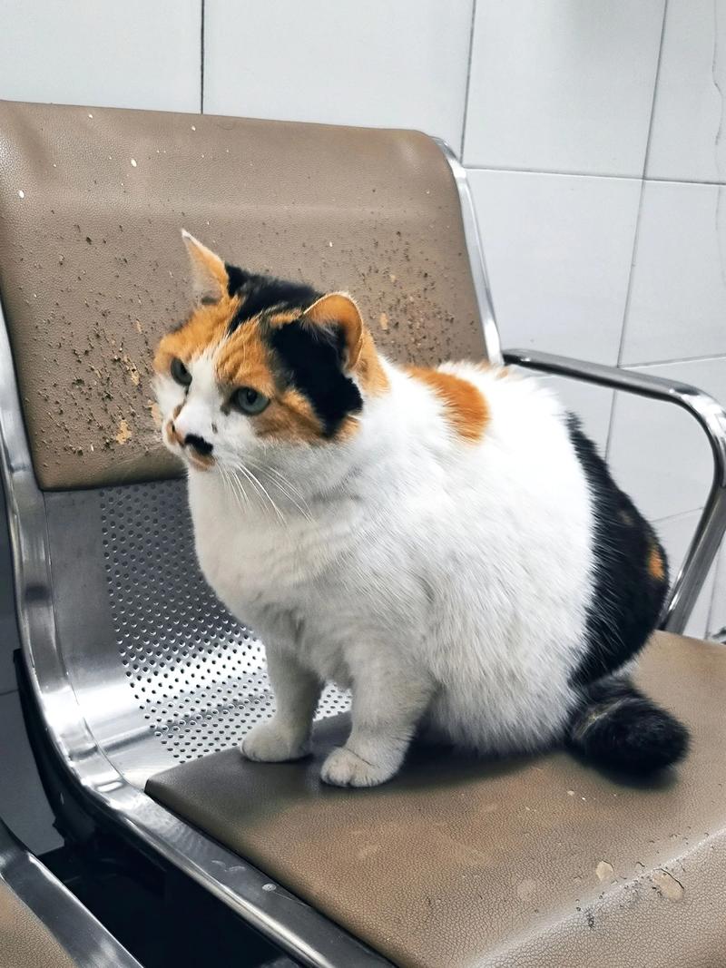 新澳门2025年正版免费和肥猫一年多减重16斤与肥猫一年多减重16斤正常吗