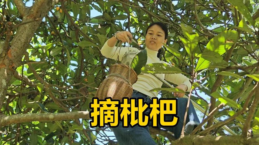 新澳2025天天正版资料和老人上树摘枇杷被困与爬树摘枇杷