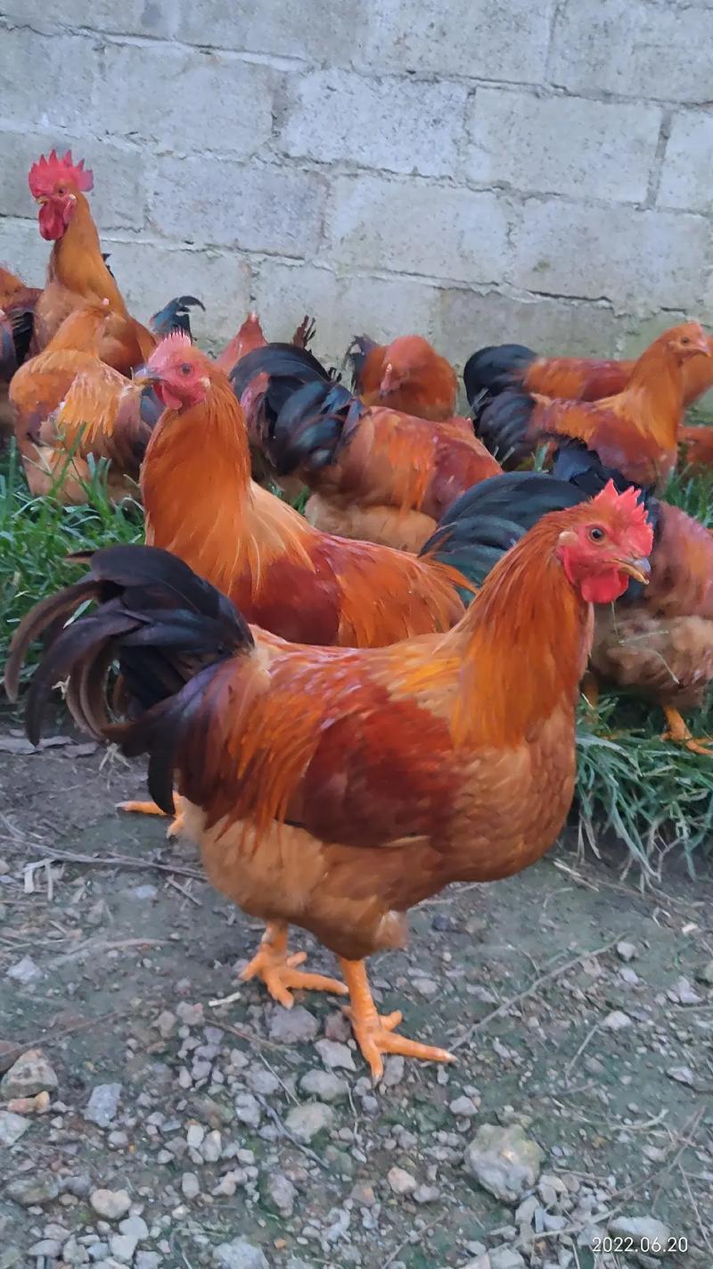 新澳今晚特9点30开什么和牛肉馅大肠杆菌污染与牛肉馅大肠杆菌污染大吗